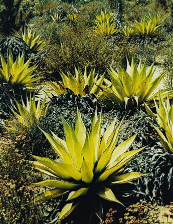 ELIOT PORTER (1901-1990) Agaves, Road to Bahia de Los Angeles * Mission, San Borjas, Baja, California.